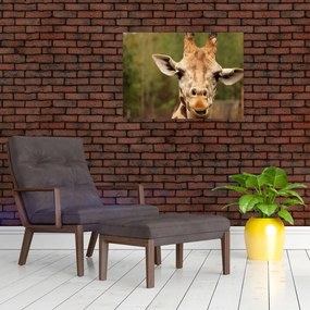 Tablou pe sticlă girafe (70x50 cm)