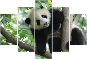 Tablou - Panda in copac (150x105 cm)