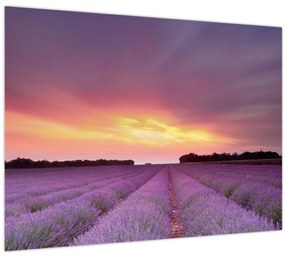 Tablou - Câmp de lavandă (70x50 cm)