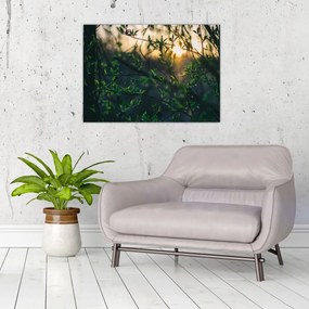 Tablou - Soarele strălucind printre crengile copacilor (70x50 cm)
