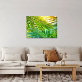 Tablou - Frunze de palmier (70x50 cm)