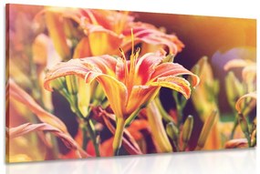 Tablou flori frumoase înfloritoare în grădină