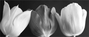 Tablou - Lalele alb negre (120x50 cm)