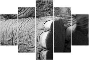 Tablou - Picior de elefant (150x105 cm)