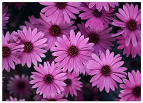 Tablou cu florile roz (70x50 cm)