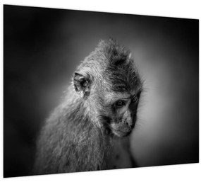 Tablou - Maimuță (70x50 cm)