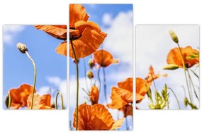 Tablou cu macii (90x60 cm)