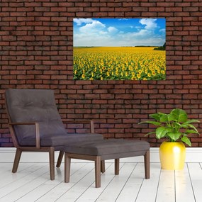 Tablou - câmp cu floarea soarelui (90x60 cm)