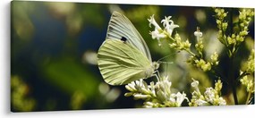 Tablou cu fluture (120x50 cm)