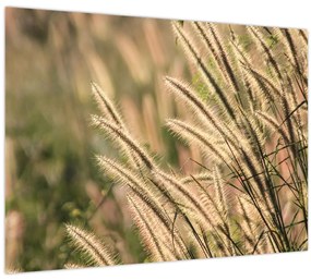 Tablou - Cereale (70x50 cm)
