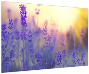 Tablou - Levănțică (90x60 cm)