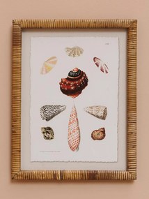 Set 2 tablouri, Shells