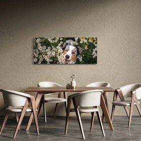 Tablou - Ciobănesc australian (120x50 cm)