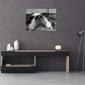 Tablou pe sticlă cu câine (70x50 cm)