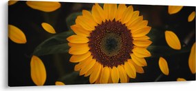 Tablou - Floarea soarelui și petale (120x50 cm)