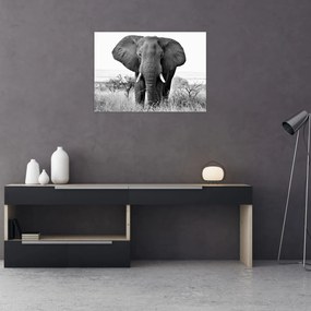 Tablou pe sticlă - Elefantul african II. (70x50 cm)