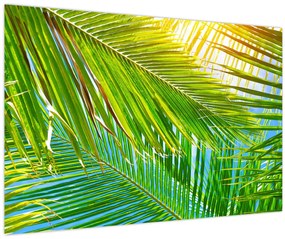 Tablou - Frunze de palmier (90x60 cm)