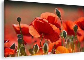 Tablou cu flori de maci (90x60 cm)