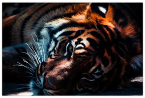 Tablou cu tigrul dormind (90x60 cm)