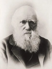Fotografie Charles Darwin, English School,