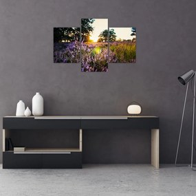 Tablou - Câmp cu lavandă (90x60 cm)