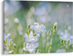 Tablou - Flori delicate (70x50 cm)