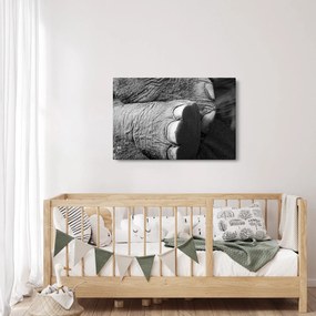 Tablou - Picior de elefant (90x60 cm)