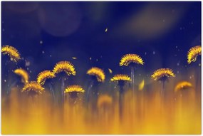 Tablou - Păpădii (90x60 cm)