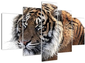 Tablou cu tigrul (150x105 cm)