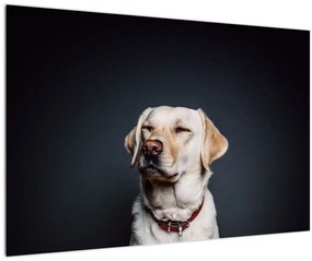 Tablou cu labrador (90x60 cm)