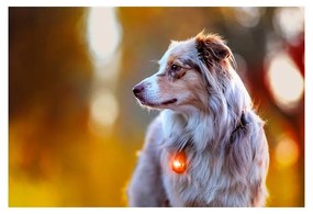 Lanternă LED pentru zgardă Amber – Orbiloc