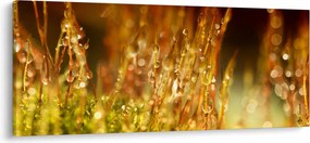 Tablou - Detaliu rouă (120x50 cm)