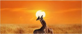 Tablou - Girafe în Parcul Național Serengeti (120x50 cm)