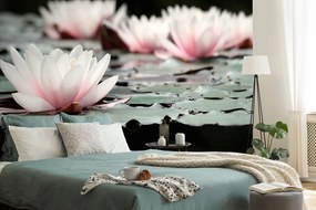 Fototapet autoadeziv floare de lotus