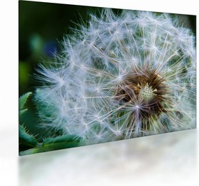 Tablou pe sticlă cu păpădie desflorit (70x50 cm)