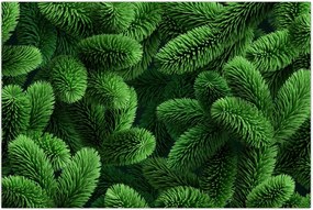 Tablou - Ramuri de conifere (90x60 cm)