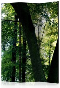 Paravan - Spring in the Park [Room Dividers]