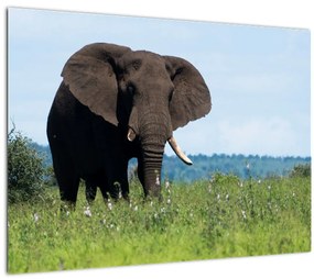 Tablou pe sticlă cu elefant (70x50 cm)