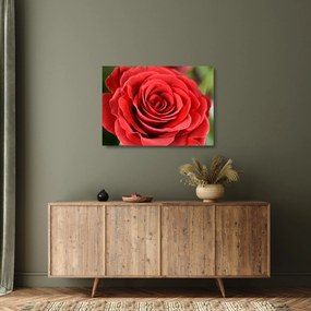 Tablou pe sticlă - Flori de trandafir (70x50 cm)