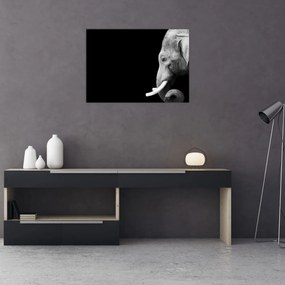 Tablou pe sticlă - Elefant (70x50 cm)