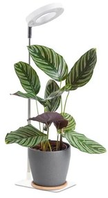 Lampă de birou LED VERDI pentru cultivarea plantelor, cu intensitate reglabilă, 5W/5V, 1300K, albă