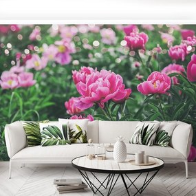 Fototapet Bujori roz