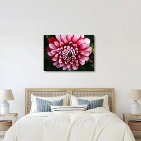 Tablou pe sticlă cu dalie roz (70x50 cm)