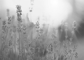 Tablou pe sticlă - Lavanda (70x50 cm)