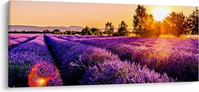 Tablou cu câmp de lavanda (120x50 cm)