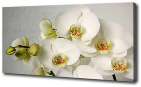 Print pe canvas Alb orhidee