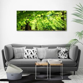 Tablou canvas Frunze de fag