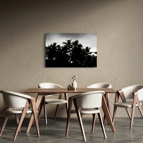 Tablou alb negru - palmieri (90x60 cm)