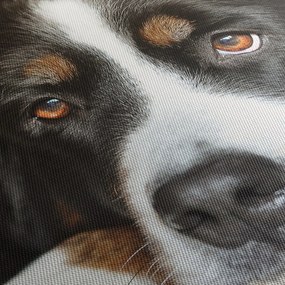 Tablou cu câine (90x60 cm)