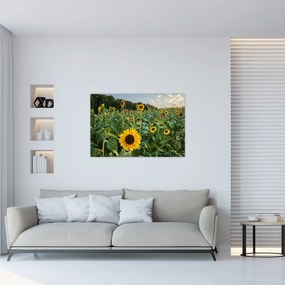 Tablou - Câmpul de floarea-soarelui II. (90x60 cm)